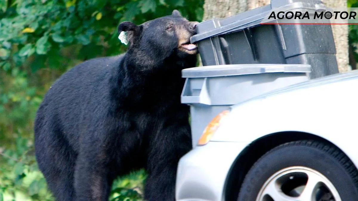 Um urso preto invadiu um carro para beber 69 latas de refrigerante Um urso preto invadiu um carro para beber 69 latas de refrigerante