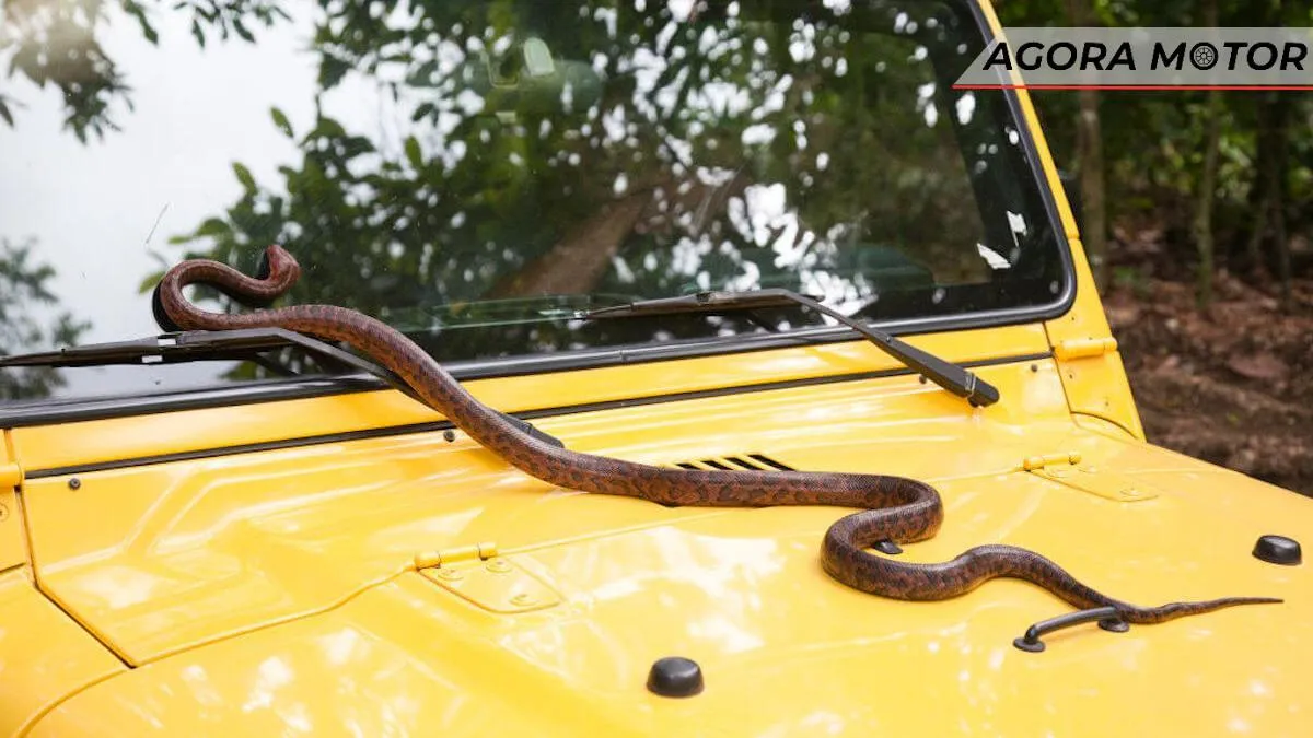 Curioso alerta nos EUA para os motoristas: Cuidado com as cobras!