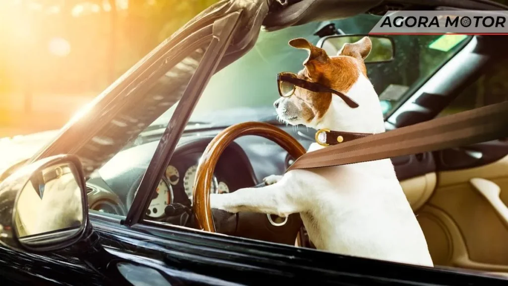 Motorista bêbado é flagrado pela polícia trocando de lugar com o cachorro