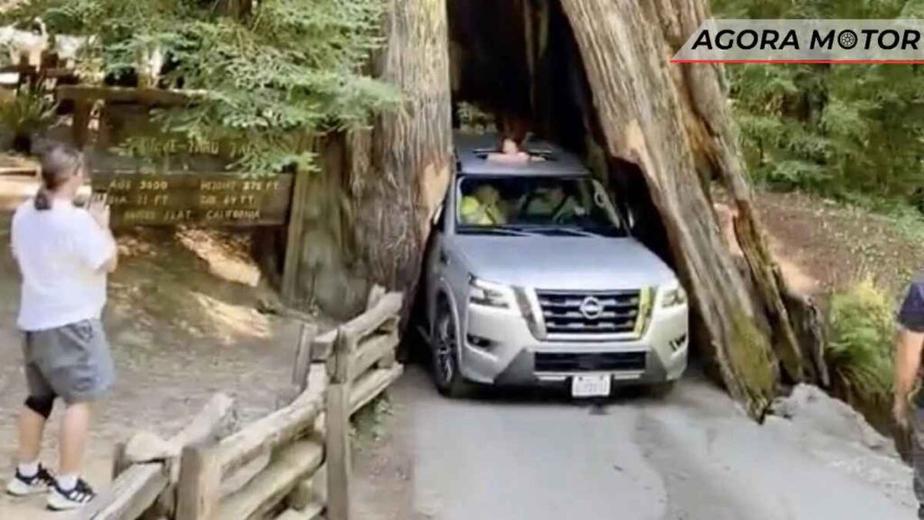 Homem danifica árvore de 2.500 anos ao dirigir Nissan Armada através dela!