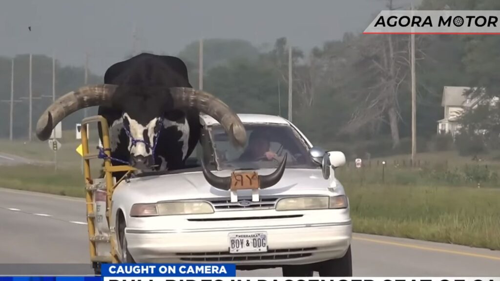 Motorista é parado transportando touro gigante no banco do passageiro.