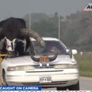 Motorista é parado transportando touro gigante no banco do passageiro.