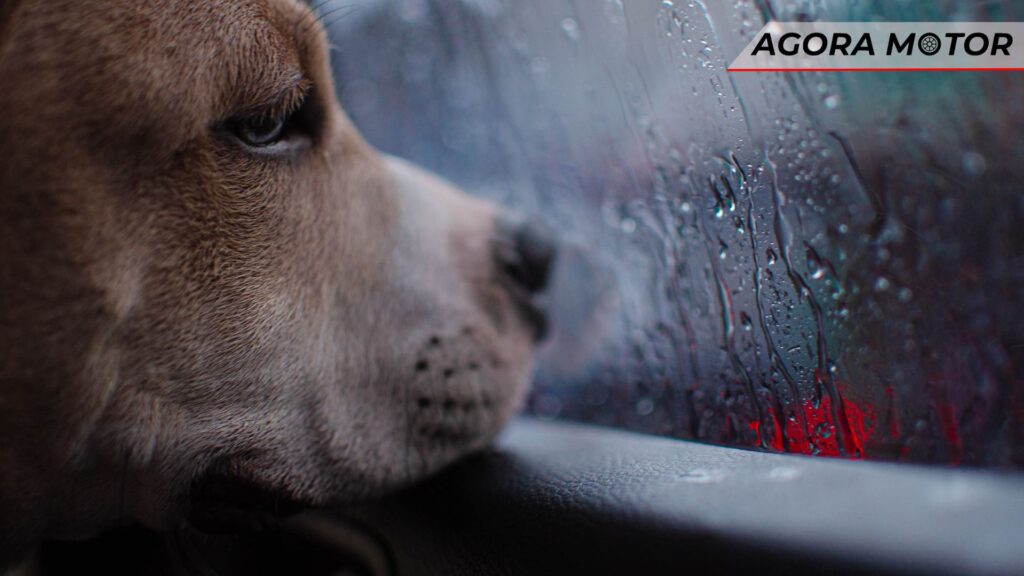 Pode deixar o cachorro preso dentro do carro.
