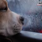 Pode deixar o cachorro preso dentro do carro.