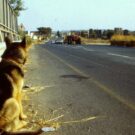 Atropelamento de animais deve ser reportado.