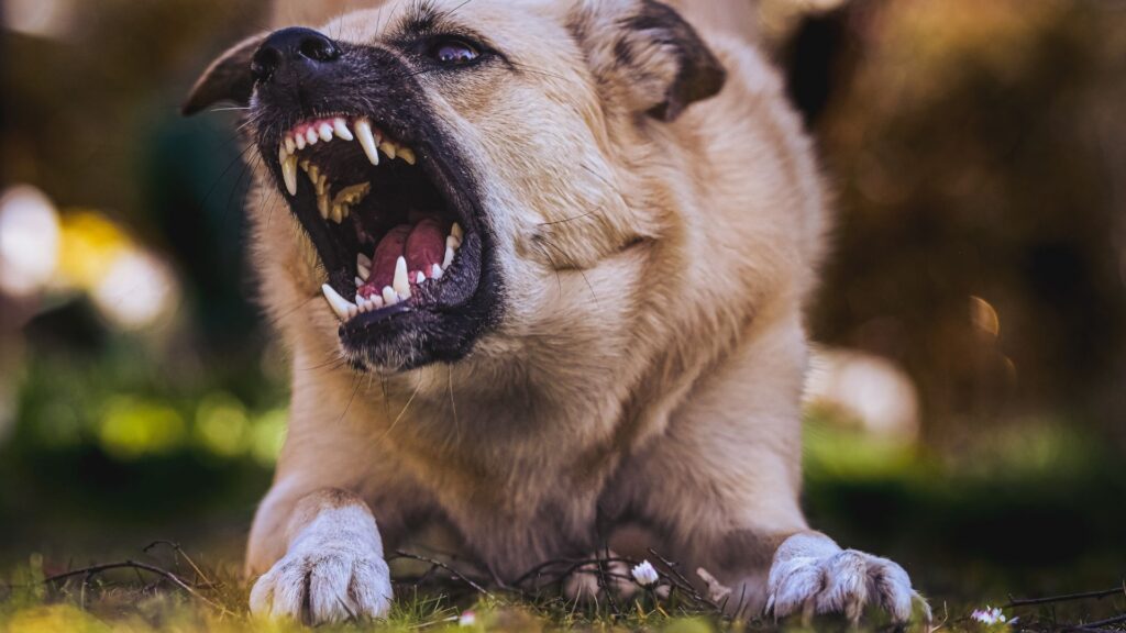 Cachorro é o responsável por furar pneus na Itália.