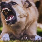 Cachorro é o responsável por furar pneus na Itália.