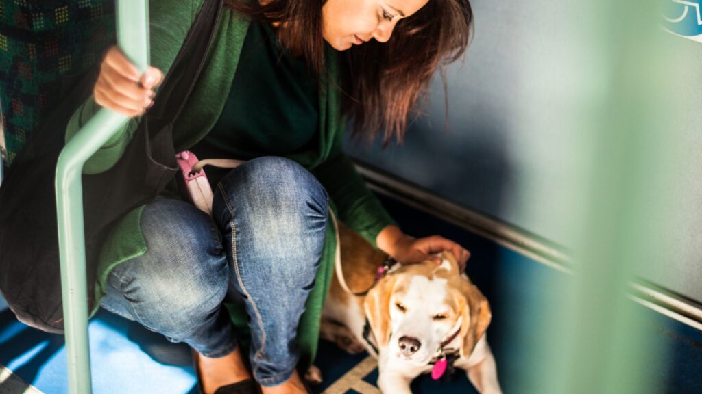 Pode levar Pets dentro do transporte público.
