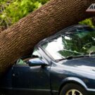 O que fazer se uma árvore cair no seu carro