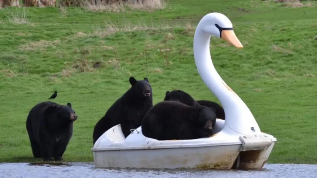 Ursos chamam atenção ao adotar cisne de pedal em parque.