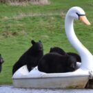 Ursos chamam atenção ao adotar cisne de pedal em parque.