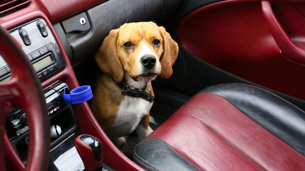 PL pode obrigar transporte de animais em carro de aplicativo.