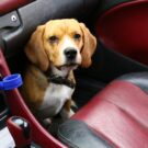 PL pode obrigar transporte de animais em carro de aplicativo.