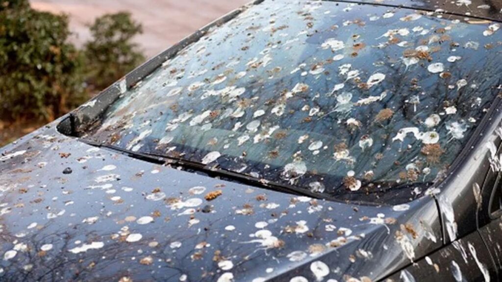 Fezes de pássaros em cima de carro.