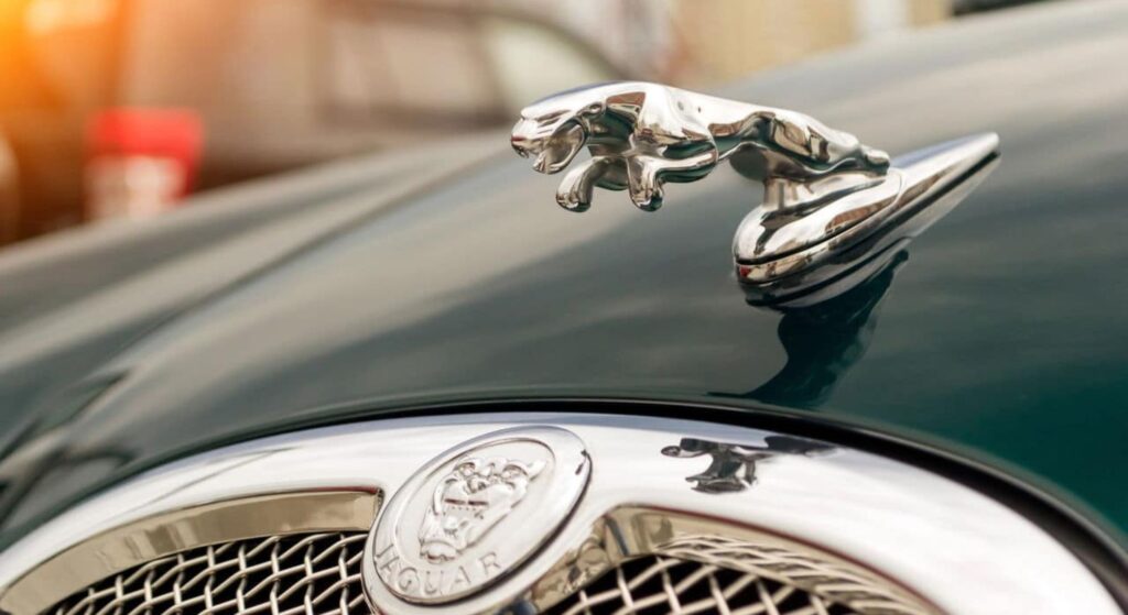 Jaguar preto parado na diagonal.