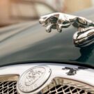 Jaguar preto parado na diagonal.