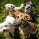 Adotar animais resgatados pode isentar o IPVA.